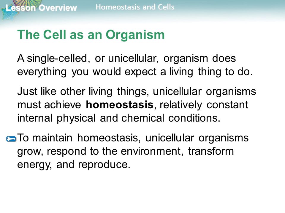 How Does a Cell Maintain Homeostasis?